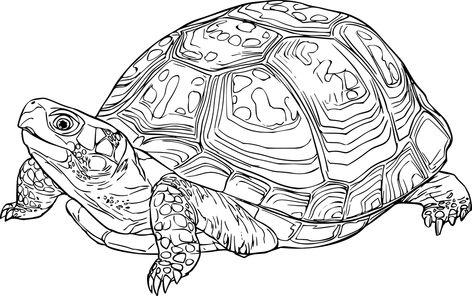 Animal, Nature, Reptile, Tortoise, Turtle Sea Turtles Drawing, Drawing Of A Turtle, Turtles Drawing, Tortoise Drawing, Turtle Sketch, Tortoise Tattoo, Turtle Cartoon, Sea Turtle Drawing, Eastern Box Turtle