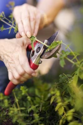 How to Prune a Skyrocket Juniper Properly Pruning Limelight Hydrangeas, Purple Leaf Sand Cherry, Cottage Landscaping, Limelight Hydrangeas, Hydrangea Paniculata Limelight, How To Trim Bushes, Fall Perennials, Hydrangea Landscaping, Front Landscape