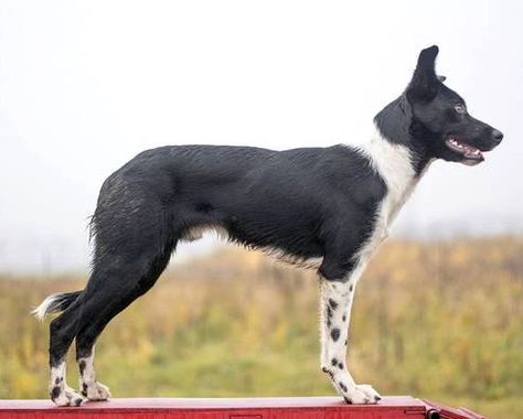 Fit Border Collie, Border Collie Smooth Coat, Smooth Border Collie, Smooth Coat Border Collie, Collie Breeds, Fit Dogs, Smooth Collie, Border Collies, Sporting Dogs