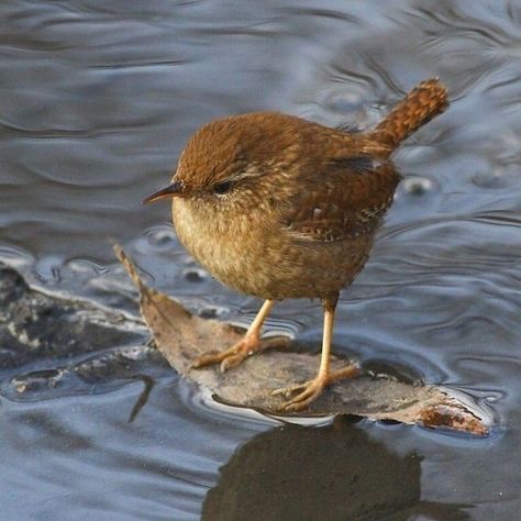 Animals Doing Whatever They Want Without Asking For Permission - I Can Has Cheezburger? Brown Bird, Goldfinch, Pretty Birds, Wildlife Animals, Bird Photo, Colorful Birds, Cute Birds, Wild Birds, Wren