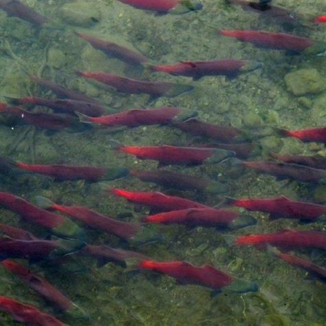 Copper river sockeye Sock Eye Salmon, Salmon Photography, Sockeye Salmon, School Painting, Salmon Fish, Horror Makeup, Aesthetic Stuff, Freshwater Fish, Sea Animals