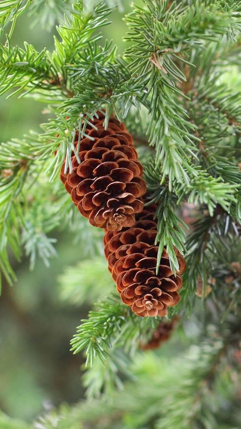 Geometry In Nature, Plant Study, Pine Cone Art, Fruit Photography, Still Life Photos, Fish Ponds, Tree Leaves, Autumn Aesthetic, Hand Art