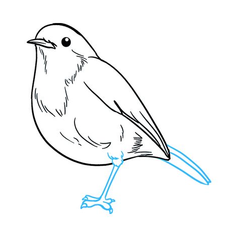 How to Draw Robin: Step 8 How To Draw A Robin, Robin Drawing Simple, Simple Bird Drawing, Happy Drawings, Fresh Wreaths, Bird Sketches, Robin Drawing, Bird Pencil Drawing, Robin Birds