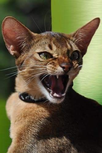 Cat Hissing References, Cat Head Side View, Cat Face Reference, Cat Facing Forward, Cats Hissing, Cat Facial Expressions, Cat Hissing, Hissing Cat, Shocked Cat