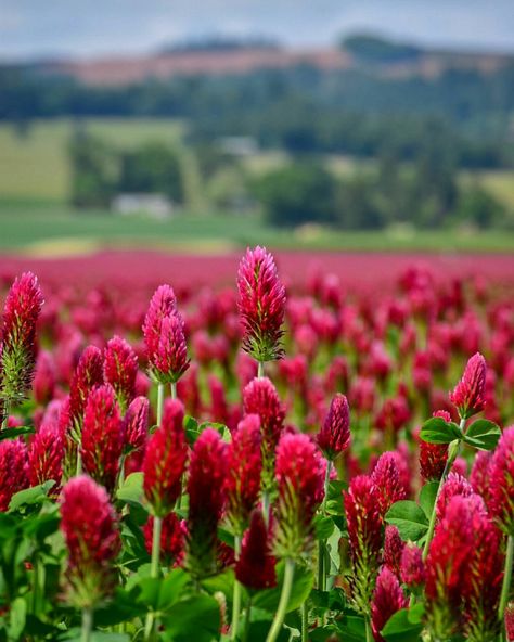 Crimson clover Crimson Clover Aesthetic, Crimson And Clover, Crimson Clover, Blue Castle, Clover Seed, Spring Dance, Plant Wishlist, Prairie Garden, Clover Flower