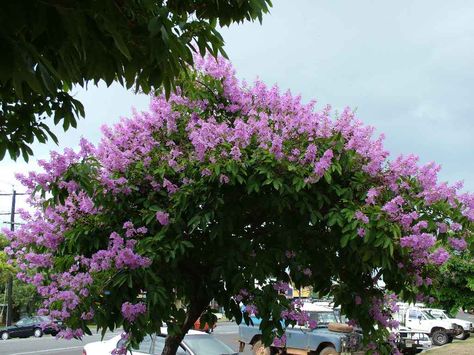 Pride of India - Lagerstroemia Speciosa Indian Asthetics, Lagerstroemia Speciosa, Purple Flowering Tree, Pride Of India, Crepe Myrtle, Tree Flowers, Tropical Landscape, Positive Words Quotes, Spring Beauty