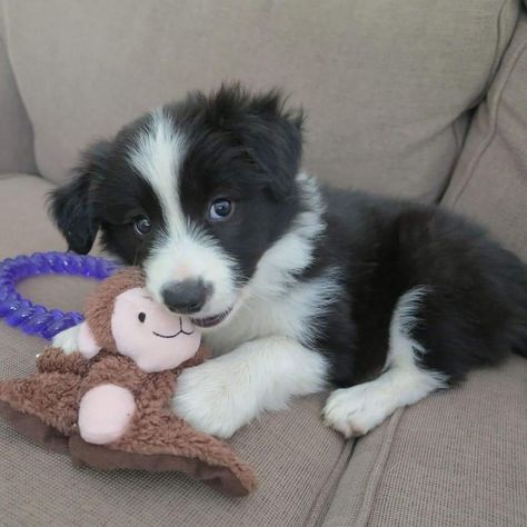 Black And White Border Collie, Black And White Border, Border Collie Puppy, White Border Collie, Collie Puppy, Collie Puppies, Border Collie Puppies, Herding Dogs, Border Collie Dog