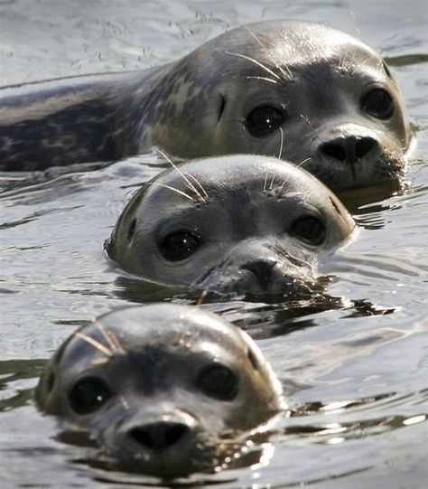 Baby Seal, Wild Kingdom, Ehlers Danlos, Water Animals, Marine Mammals, Animal Planet, Animal Photo, Sea Animals, 귀여운 동물