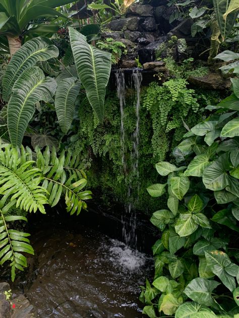 waterfall landscape foliage Tropical Waterfall, Rainforest Plants, Tropical Painting, Kew Gardens, Pretty Plants, Tropical Vibes, Balcony Garden, Tropical Garden, Botanical Garden