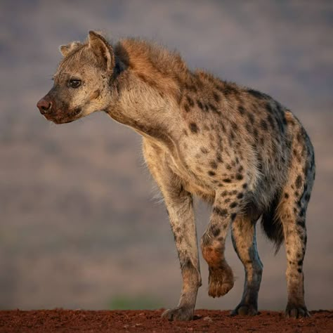 Spotted Hyena (Crocuta crocuta) / Hyène tachetée / Image by Ortwin Khan from 500px Hyena Reference Photo, Hyenas Aesthetic, Spotted Hyena Art, Spotted Hyena Aesthetic, Spotted Hyena Tattoo, Spotted Hyena Photography, Hyena Side Profile, Hyena Side View, Hyena Photo