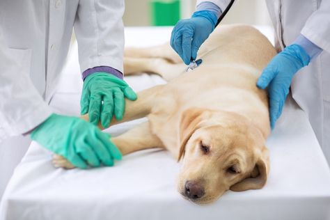 A sick dog in Colorado caused alarm at a veterinary hospital when doctors realized the animal was infected with a rare and deadly illness: the plague. Dog Illnesses, Dog Conditioner, Sick Dog, Veterinary Hospital, Veterinary Clinic, Health Guide, Pet Life, Dog Feeding, Dog Health