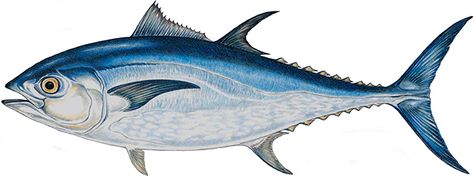 Bluefin tuna drawing Bluefin Tuna Drawing, Bluefin Tuna Tattoo, Tuna Fish Drawing, Tuna Drawing, Tuna Tattoo, Tuna Illustration, Atlantic Bluefin Tuna, Fish Wood Carving, Sea Life Painting