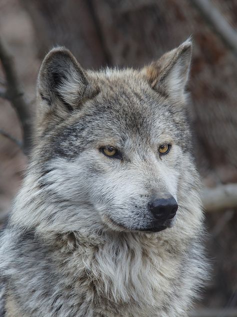 Mexican Gray Wolf. Look into his eyes, oh fellow Pinterest users. Allow your heart be seen through his eyes. In doing so, look deep into his.- Rachael Elizabeth. Mexican Gray Wolf, Gray Wolf, A Wolf, Wolves