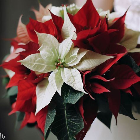 Red and white poinsettia for bouquet Poinsettia Wedding, Christmas Wedding Bouquets, Holiday Bouquet, White Poinsettia, Poinsettia Flower, Wedding Goals, Church Wedding, Tree Farms, Christmas Wedding