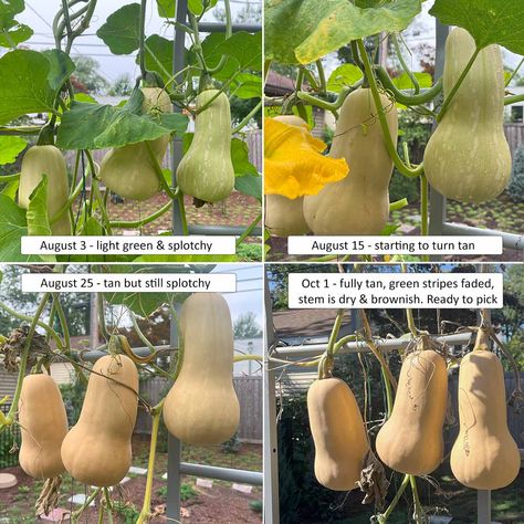 3 signs on when to harvest butternut squash from your garden Growing Butternut Squash, Freezing Veggies, Growing Squash, Vege Garden, Vining Plants, Herbal Tea Garden, Easy Vegetables To Grow, Growing Veggies, Backyard Greenhouse