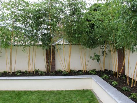 White walling and privacy screening Bamboo Beds, Sleepers In Garden, Landscaping Along Fence, Plants For Raised Beds, Garden Wall Designs, Garden Fence Panels, Raised Flower Beds, Planter Beds, Landscaping Retaining Walls