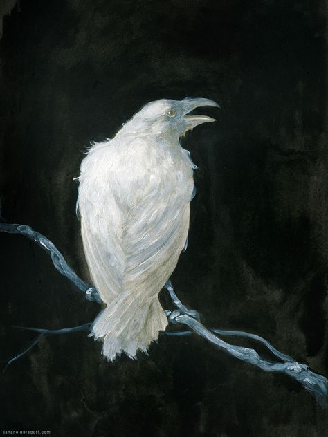 White Raven by Checanty.deviantart.com on @DeviantArt Raven Artwork, White Raven, Quoth The Raven, Crow Art, Raven Art, Crows Ravens, Fantasy Illustration, Pics Art, Ravens