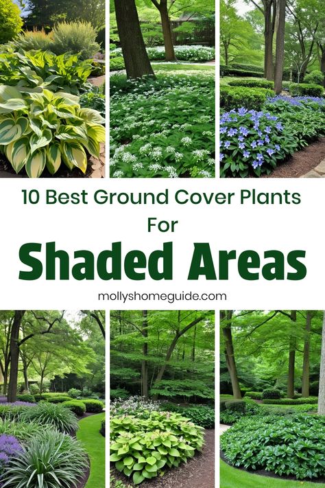 Discover the best ground cover plants for shaded areas to add beauty and lushness to your garden. From shade-loving perennials to fast-growing tropical varieties, these ground cover plants for shady spots will thrive in low light conditions. Create a stunning landscape with gorgeous ground cover flowers that will brighten up any corner of your yard. Whether you're looking for ground cover perennials that love shade or tropical plants for shaded areas, there are plenty of options to choose from. Landscape Ground Cover Ideas, Shady Garden Ideas Landscapes, Ground Cover Front Yard, Sweet Woodruff Ground Cover, Ground Cover For Shaded Areas, Shade Ground Cover Perennial, Outdoor Plants For Shaded Areas, Plants That Grow In Shade, Shady Backyard Landscaping