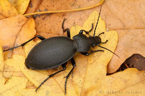 Leathery ground beetle II | Carabus coriaceus (Coleoptera, C… | Flickr Ground Beetle, Beautiful Bugs, Female Body, Tripod, Eos, Natural Light, Insects