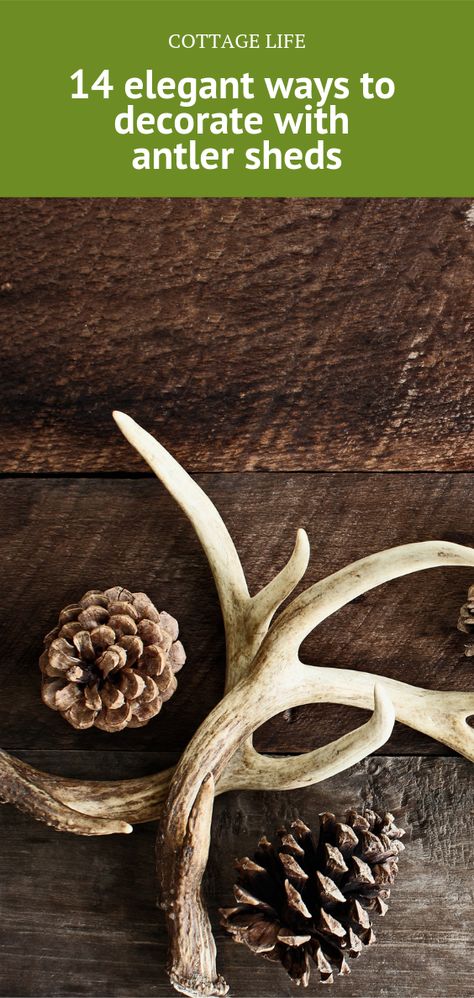 14 elegant ways to decorate with antler sheds. Each year, deer naturally shed their antlers between late fall and winter to grow new ones. If you’re lucky enough to stumble upon these beautiful gifts on a hike, there are countless creative ways to decorate your home with them. And, with the holiday season on the way, Antler sheds are the perfect way to add festive decor to your home or cottage. Deer Sheds Decorations, Deer Sheds Ideas, Christmas Antlers Decorations, Things To Make Out Of Deer Antlers, Deer Camp Ideas Hunting Cabin Lodge Decor, Decorating With Antlers For Christmas, Fall Decor With Antlers, Antler Mantle Decor, Antlers On Mantle