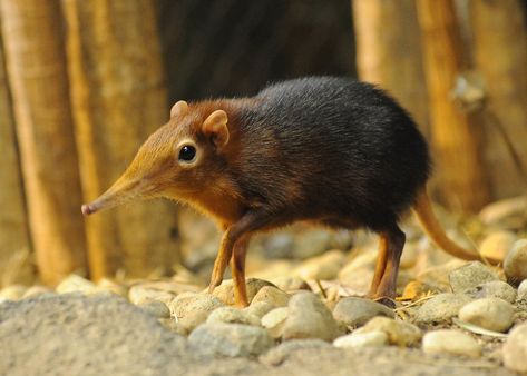 Animals Of The Forest, Unknown Animals, Where The Wild Things Are, Brookfield Zoo, Elephant Shrew, Interesting Animals, Unusual Animals, Rare Animals, Pretty Animals