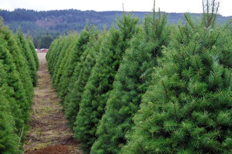 The Ultimate Guide to U-Cut Christmas Tree Farms | Portland Monthly Christmas Tree Farm Business, Planting Christmas Trees, Starting A Christmas Tree Farm, Growing Christmas Trees, How To Start A Pumpkin Patch Business, How To Start A Christmas Tree Farm, Starting A Pumpkin Patch Business, Tree Farm Ideas, Real Xmas Trees