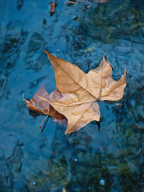 Painting Reference Photos Nature, Leaves Floating On Water, Leaves On Water, Leaf On Water, Dry Leaf Photography, Fall Leaves Pictures, Leaf Falling From Tree, Leaves Falling From Trees, Water Droplet On Leaf