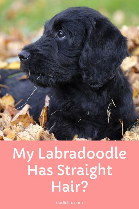 Straight coat Labradoodles require the least amount of grooming. But they do shed! Learn more about these super cute straight hair Poodle Mix dogs and the benefits of a Straight coat (compared with the awesome curly and wavy coat Labradoodles) F1 Labradoodle Straight Hair, Straight Hair Labradoodle Grooming, Labradoodle Grooming Haircuts, Straight Hair Labradoodle, Labradoodle Grooming Style, Labradoodle Hair, Black Labradoodle Puppy, Labradoodle Haircut, Puppy Advice