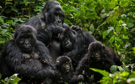 Protective, omnipotent, scary and very territorial. The monotheistic God is modelled on a harem-keeping alpha male Gorilla Family, Uganda Africa, Dian Fossey, Gorilla Gorilla, Gorilla Trekking, Mountain Gorilla, Great Ape, Safari Tour, Primates