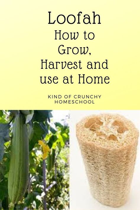 How to grow, harvest and use loofah, the best sponge to use, natural and sustainable #loofah #garden #natural #homestead Harvesting Luffa Sponge, How To Grow Loofah Plants, Loofah Garden, Growing Luffas, Growing Loofah, Loofah Plant, Suburban Homesteading, Veg Patch, Natural Loofah