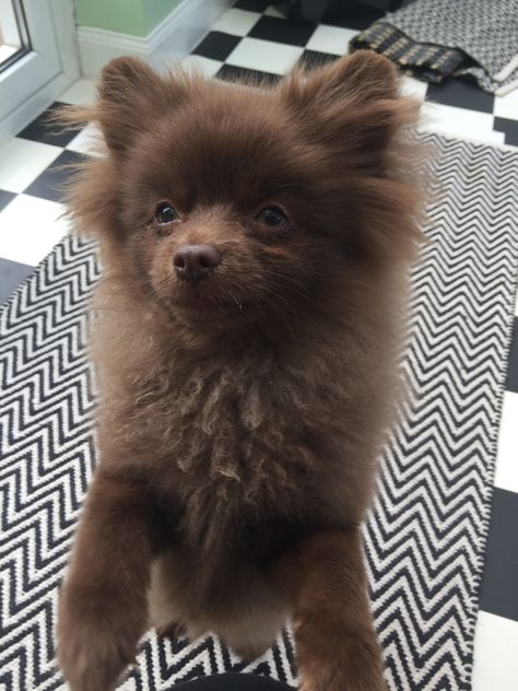 Dark Brown Pomeranian, Brown Pomeranian Puppy, Pomeranian Full Grown, Chocolate Pomeranian, Brown Pomeranian, Teacup Puppies, Pomeranian Dog, Pomeranian Puppy