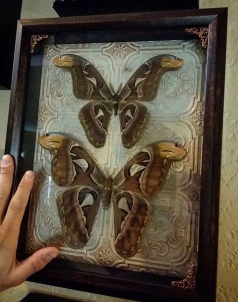 Pinned Moth Display, Pinned Insects Display, Moth Pinning, Pinned Moth, Taxidermy Moth, Oddities Cabinet, Bug Pinning, Insect Pinning, Framed Taxidermy