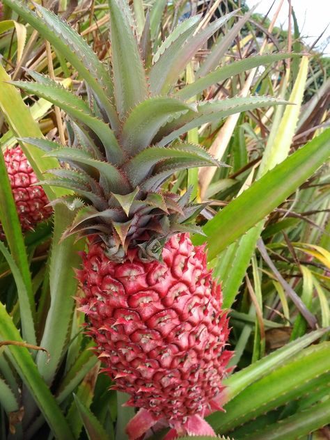 Red pineapple or Ananas bracteatus is a species of the pineapple commonly grown as ornamental plant for its decorative red fruit Amazing Fruits, Red Pineapple, Pineapple Plant, Weird Fruit, Funky Fruit, Strange Fruit, Unique Fruit, Rainbow Fruit, Pineapple Fruit