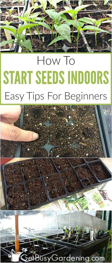 Growing plants from seeds is a great way to save money on gardening. But starting seeds indoors can be tricky and frustrating when you’re a beginner. This guide makes growing seeds indoors easier, and has tons of tips for how to grow seeds indoors for beginners. Learn everything you need to know to start planting seeds indoors, and get a jump-start on your gardening season. Growing Seeds Indoors, How To Grow Seeds, Plants From Seeds, Growing Plants From Seeds, Planting Seeds Indoors, Grow Seeds, Growing Tomatoes From Seed, Start Seeds Indoors, Seed Planting