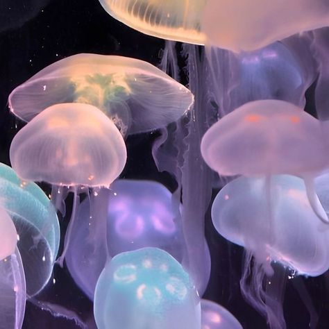 Pet Jellyfish, Jellyfish Tank, Jellyfish Art, Blue Skies, Aquariums, Jellyfish, The Globe, Globe, Floating