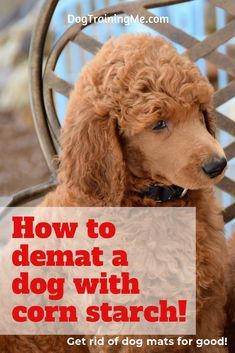 Dematting Dog Hair, Dematting Dog Diy, Sheepadoodle Haircuts, Springer Doodle, Matted Dog Hair, Doodle Grooming, Poodle Haircuts, Australian Labradoodles, Goldendoodle Grooming