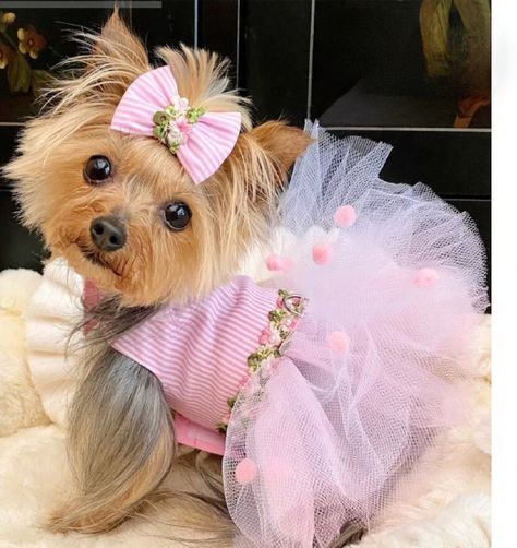 Cute Pet Clothes, Pet Fashion Clothes, Haute Couture Clothes, Puppy Outfits, Pet Outfits, Couture Clothes, Yorkie Clothes, Dog Outfits, Cute Dog Clothes