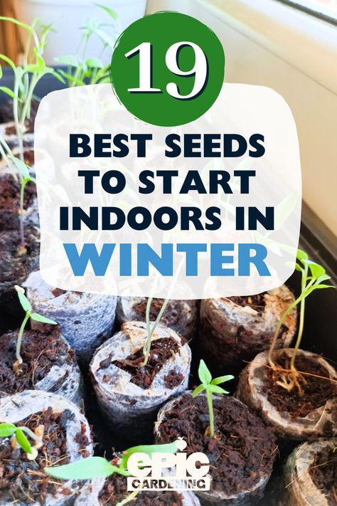 Seedlings growing in containers indoors in front of a window Seeds To Start Indoors, Winter Sowing Seeds, When To Start Seeds Indoors, Starting Garden, When To Start Seeds, Indoor Seed Starting, Vegetable Garden Plans, Growing Vegetables At Home, Start Seeds Indoors