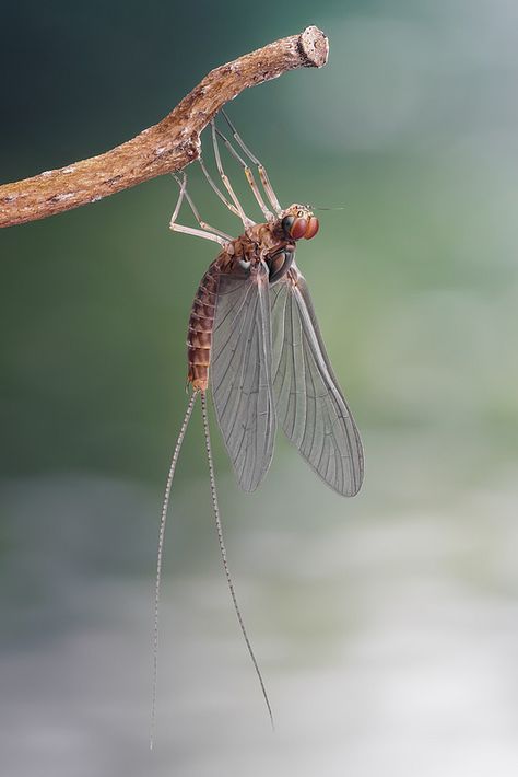 Mayfly | Studio work with a mayfly (Ephemeroptera) found in … | Flickr by Andre De Kesel Trout Tattoo, Blue Winged Olive, Insect Eyes, Spiral Tattoos, Aquatic Insects, Insect Photos, Fly Fishing Art, Sony A6300, Mayfly