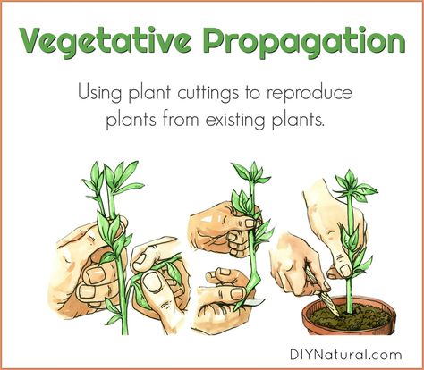 Today we'll discover vegetative propagation (plant cuttings) that produce more plants from existing plants, rather than buying more from the garden center. Vegetative Reproduction, Plant Names, Plant Room, California Garden, Plant Propagation, Grow Plants, Diy Gardening, Container Gardens, Plant Drawing