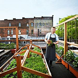 Garden Photography, Rooftop Garden, Garden House, Fruit Garden, Community Gardening, Roof Terrace, Roof Garden, Urban Farming, Rooftop Terrace