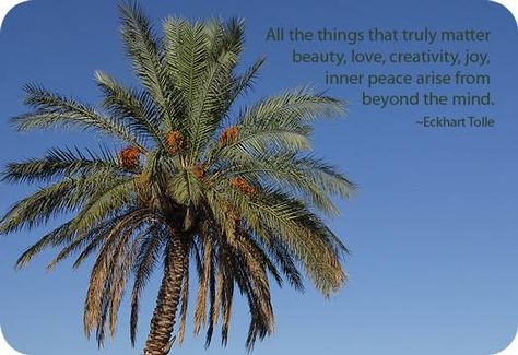 palm tree symbolism and palm meaning Palm Tree Symbolism, Palm Tree Quotes, Tree Symbolism, Palm Tree Wood, Tree Meanings, Christian Symbolism, Bad Cholesterol, Palm Wood, Palm Tree Tattoo