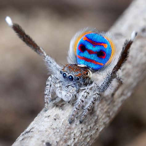 Peacock Jumping Spider (Australia) Peacock Jumping Spider, Australian Spider, Beautiful Spiders, Peacock Spider, Arachnids Spiders, Jumping Spiders, Spiders Scary, Creepy Faces, Itsy Bitsy Spider