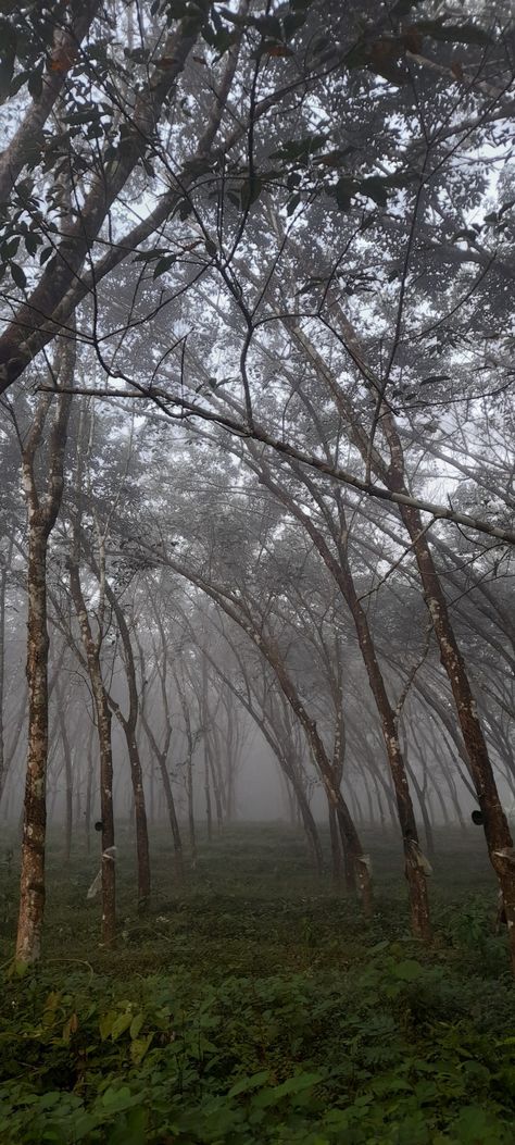 #kerala #fog #nature #wild #morning #rain #india Morning Rain Snap, Rain In Kerala, Rain Kerala, Morning Snap, Kerala Nature, Kerala Photography, Rainy Sky, Morning Photography, Blur Photography