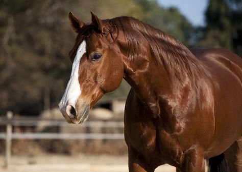 American Quarter horse chestnut stallion #horse #horses Horses Reference, Horse Appaloosa, Horses Chestnut, English Horses, American Quarter Horse Association, Quarter Horse Stallion, Aqha Horses, Horse Palomino, Tennessee Walking Horse