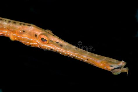 Trumpet fish stock image. Image of exotic, barrier, flounder - 3396097 Trumpet Fish, Ship Wreck, Fish Stock, A Ship, Stock Photography Free, Honduras, Stock Photography, Stock Images, Fish