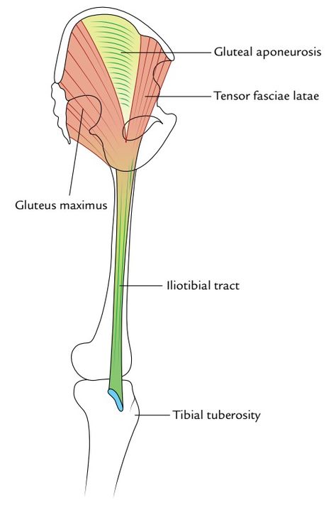 Tensor Fasciae Latae, Fascia Lata, Lower Limb, Medical Anatomy, Chiropractic, Anthropology, Study Tips, The Whole, Anatomy