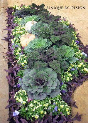 Fall Landscaping, Fall Container Gardens, Ornamental Kale, Ornamental Cabbage, Wandering Jew, Fall Vegetables, Fall Garden Vegetables, Fall Planters, Edible Landscaping