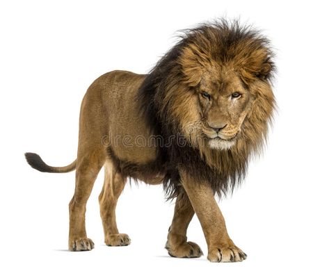 Lion Side View, Lion Walking, Animal Photography Wildlife, Largest Lion, Panthera Leo, Lion Artwork, Lion King Art, Roaring Lion, A Lion