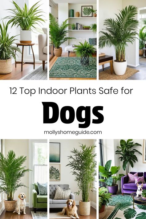 Best House Plants For Pets, House Plants Safe For Dogs, Indoor Plants Safe For Dogs, Plants Safe For Dogs, Indoor Plants Safe For Cats, Ny Bathroom, Plants Safe For Cats, Tall House Plants, Dog Safe Plants